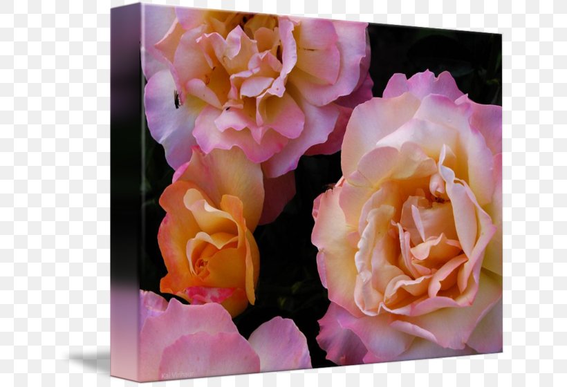 Garden Roses Cabbage Rose Floribunda Floral Design Cut Flowers, PNG, 650x560px, Garden Roses, Cabbage Rose, Cut Flowers, Floral Design, Floribunda Download Free