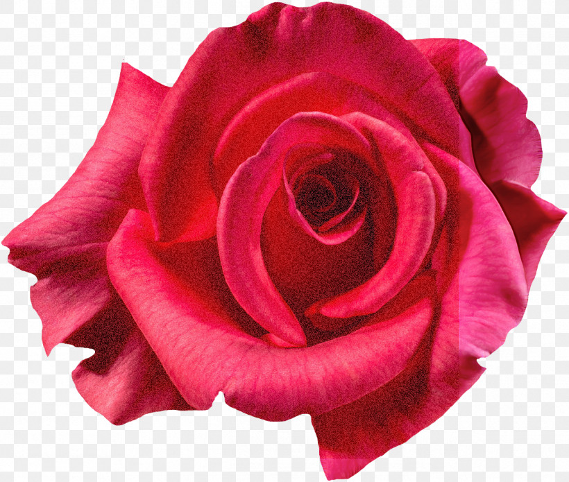 Garden Roses, PNG, 1269x1077px, Garden Roses, Cabbage Rose, Floribunda, Flower, Garden Download Free
