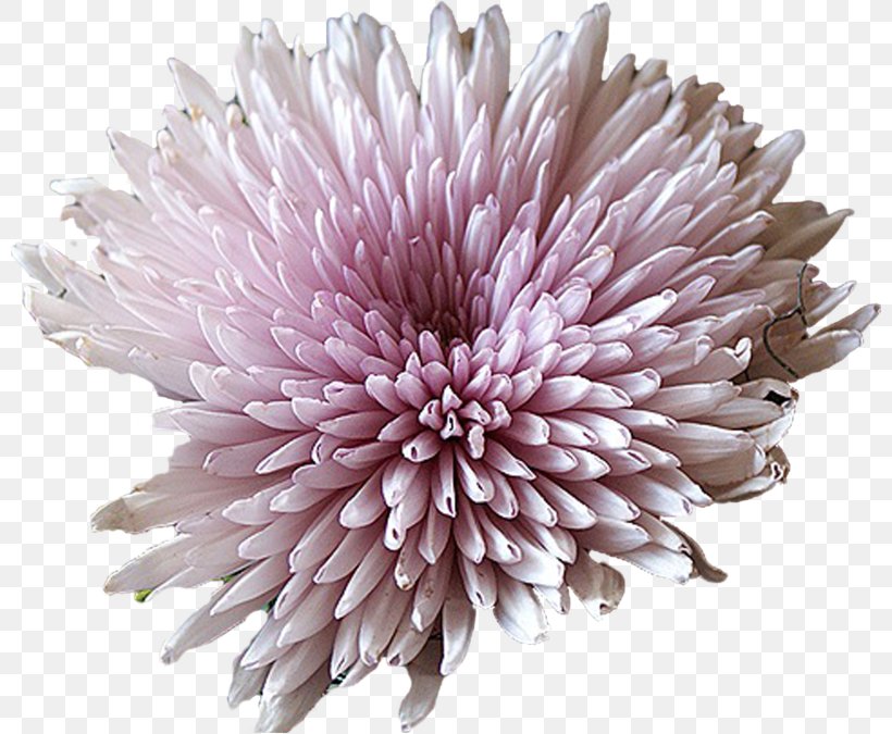 Cut Flowers Daisy Family Aster, PNG, 800x675px, Chrysanthemum, Adobe Systems, Aster, Chrysanths, Cut Flowers Download Free