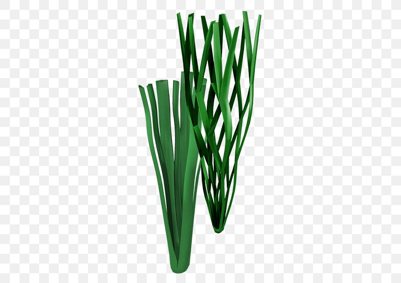 Allium Fistulosum Welsh Cuisine Grasses Commodity Plant Stem, PNG, 700x580px, Allium Fistulosum, Allium, Commodity, Family, Grass Download Free