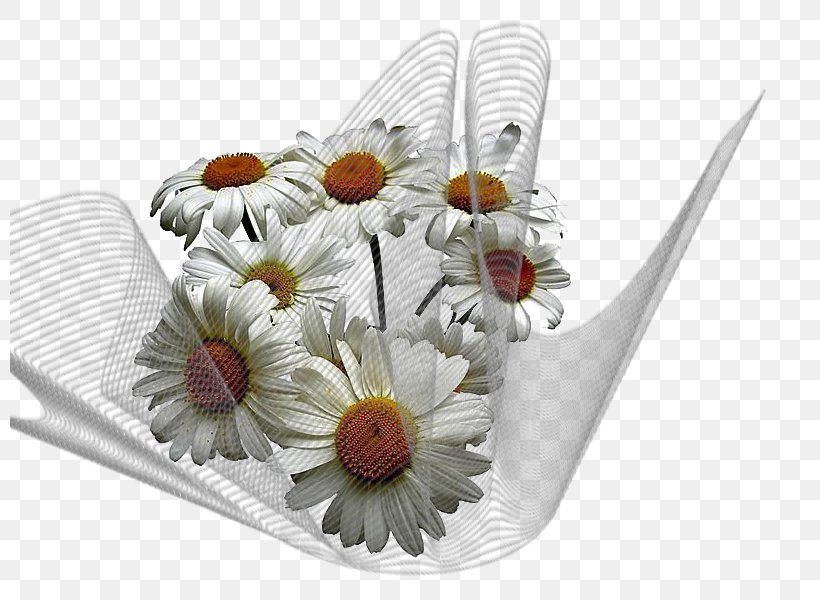 Common Daisy Chamomile Flower Allah, PNG, 800x600px, Common Daisy, Allah, Chamomile, Cut Flowers, Daisy Download Free