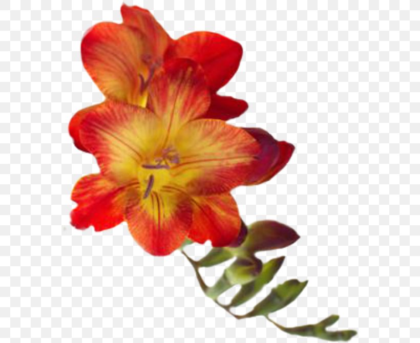 Cut Flowers Orange S.A. Tulip, PNG, 578x670px, Flower, Alstroemeriaceae, Amaryllis Belladonna, Cut Flowers, Daylily Download Free