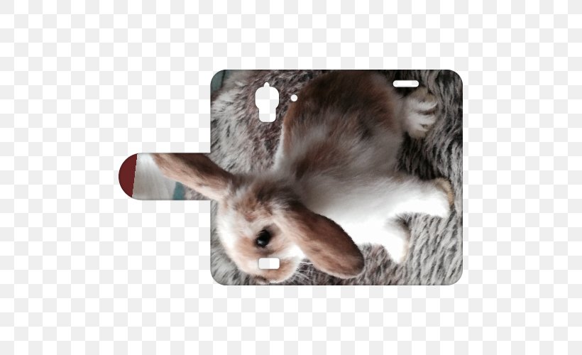 Domestic Rabbit Huawei Y5 Telefoonhoesje Met Bedrijfslogo & Tekst Ontwerpen Huawei Y360 Hare Smartphone, PNG, 500x500px, Domestic Rabbit, Album Cover, Fauna, Fur, Hare Download Free