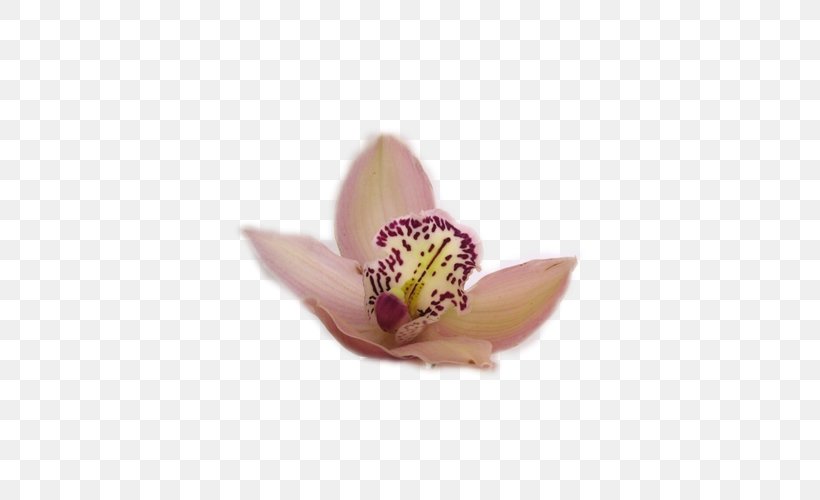 Moth Orchids Lilac, PNG, 500x500px, Moth Orchids, Flower, Lilac, Moth Orchid, Orchids Download Free