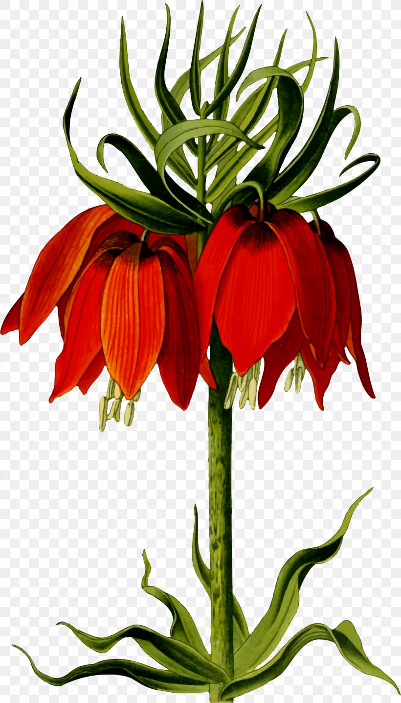 Flower Drawing Stock Photography Clip Art, PNG, 1370x2400px, Flower, Crown Imperial, Cut Flowers, Drawing, Floral Design Download Free