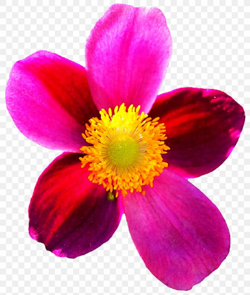 Flower Magenta Petal Annual Plant Violet, PNG, 823x971px, Flower, Anemone, Annual Plant, Closeup, Flowering Plant Download Free