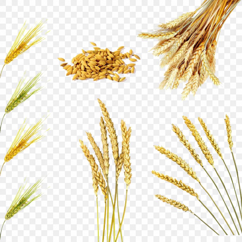 Rice Bran Oil Wheat Cereal Brown Rice, PNG, 1024x1024px, Rice Bran Oil, Antioxidant, Avena, Bran, Brown Rice Download Free