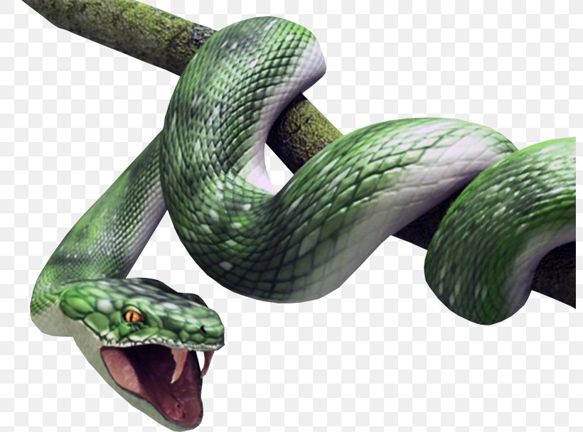 Snake Vipers Atheris Squamigera Reptile Desktop Wallpaper, PNG, 800x608px, Snake, Animal, Atheris Squamigera, Boas, Bush Vipers Download Free