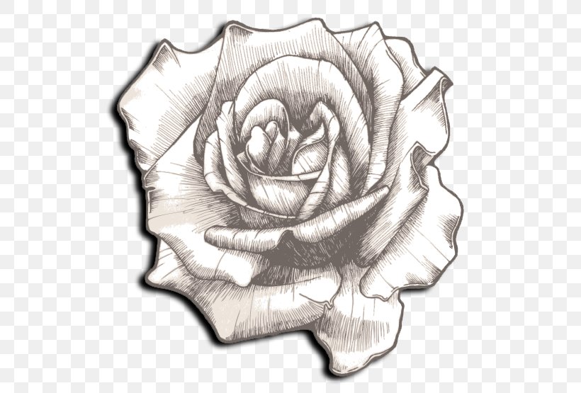 Drawing Rose Clip Art, PNG, 543x555px, Drawing, Black And White, Cut Flowers, Flower, Flowering Plant Download Free