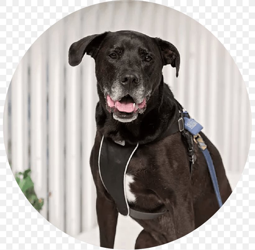 Labrador Retriever Great Dane Borador Dog Breed Dog Collar, PNG, 801x801px, Watercolor, Cartoon, Flower, Frame, Heart Download Free
