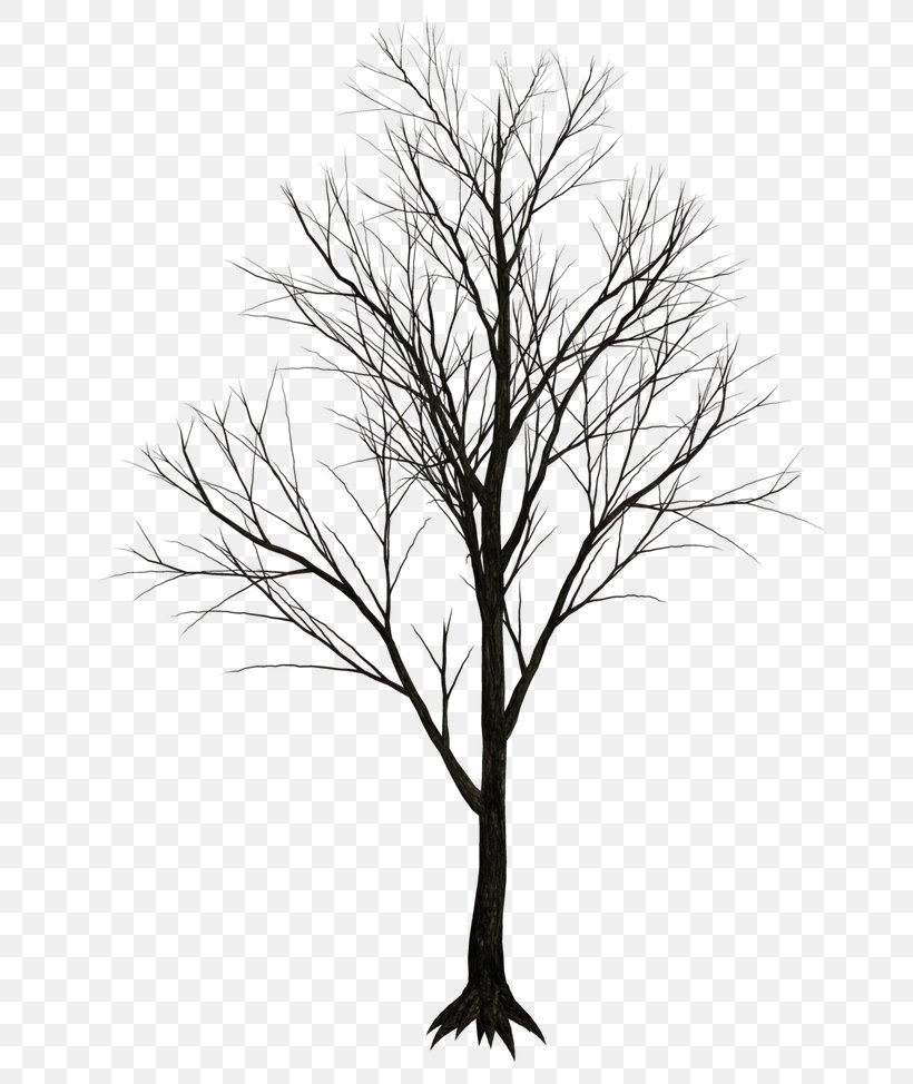 Tree Clip Art, PNG, 744x974px, 3d Computer Graphics, Tree, Black And White, Branch, Drawing Download Free