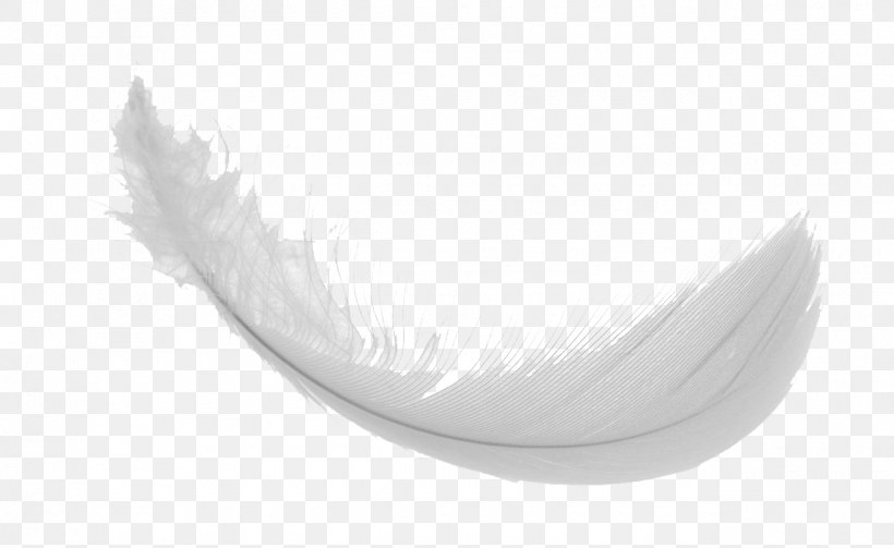 White Feather Pikmin Fandom Wiki, PNG, 1290x792px, Feather, Age, Bird, Eyelash, Fan Download Free