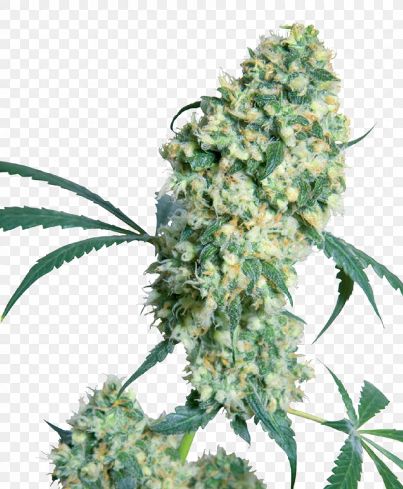 Cannabis Sativa Bud Seed Marijuana, PNG, 900x1093px, Cannabis, Bud, Cannabis Cup, Cannabis Sativa, Ed Rosenthal Download Free