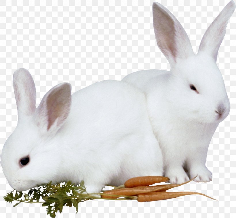 Hare Easter Bunny Rabbit Animal, PNG, 1280x1184px, Hare, Animal, Domestic Rabbit, Easter Bunny, Fauna Download Free