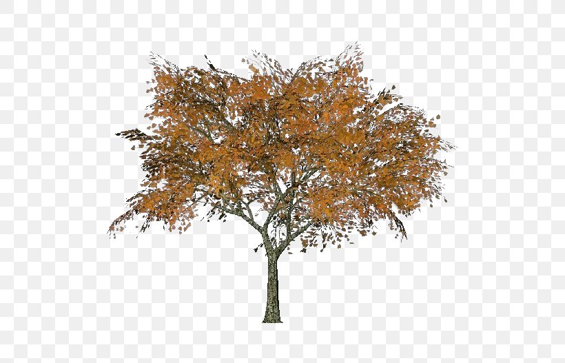 Twig Autumn Oak Deciduous Leaf, PNG, 750x527px, Twig, Autumn, Branch, Deciduous, Leaf Download Free
