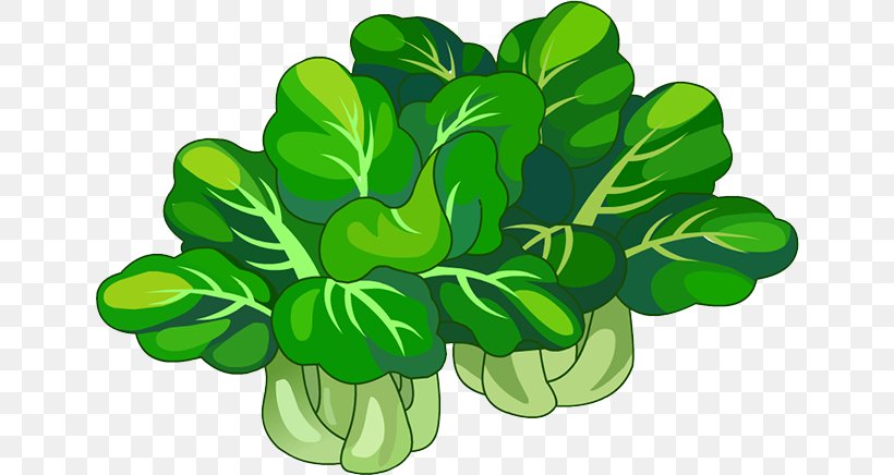 Chinese Cabbage Leaf Vegetable Napa Cabbage, PNG, 646x436px, Cabbage, Brassica Oleracea, Chinese Cabbage, Chou, Food Download Free