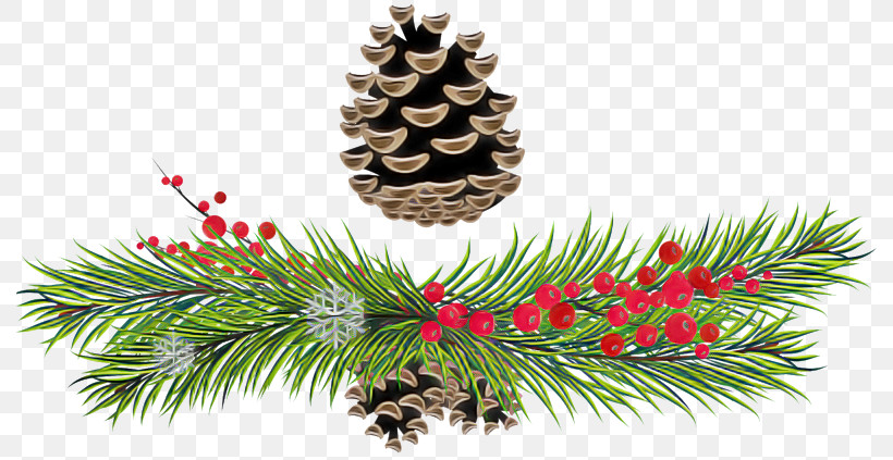 Christmas Tree, PNG, 800x423px, Sugar Pine, American Larch, American Pitch Pine, Balsam Fir, Branch Download Free