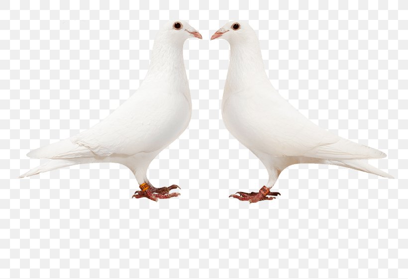 Columbidae Racing Homer Homing Pigeon Bird Old German Owl Pigeon, PNG, 800x561px, Columbidae, Beak, Bird, Breed, Domestic Pigeon Download Free