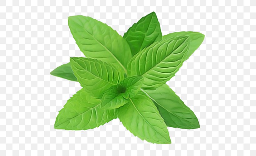 Leaf Flower Plant Basil Herb, PNG, 500x500px, Leaf, Basil, Flower, Herb, Herbal Download Free