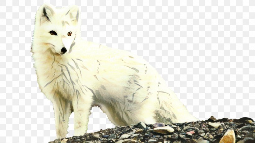 Llama Cartoon, PNG, 1000x563px, Arctic Fox, Animal, Animal Figure, Canis Lupus Tundrarum, Fiber Download Free