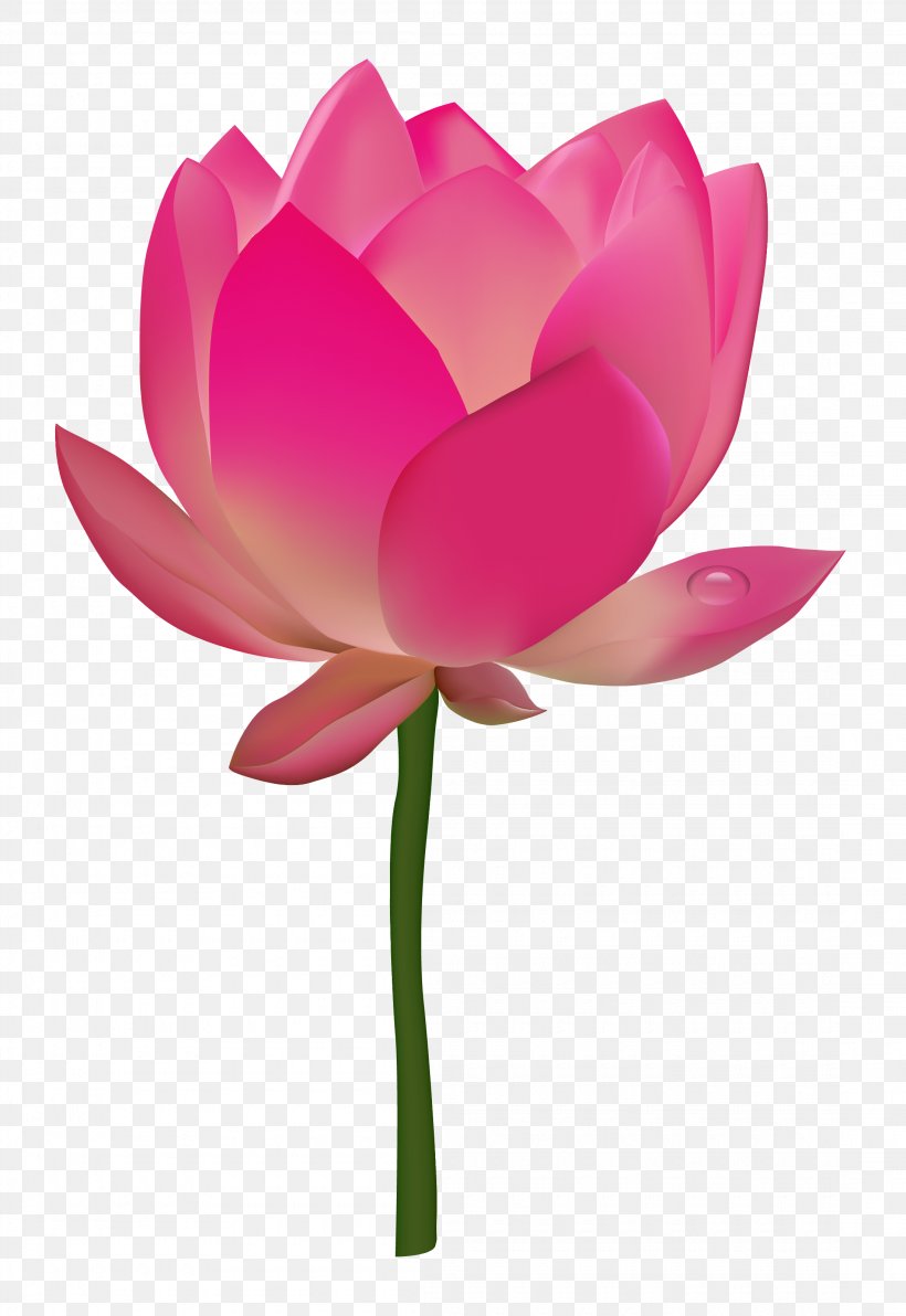 Nelumbo Nucifera Flower Lotus, PNG, 2200x3200px, Nelumbo Nucifera, Aquatic Plant, Cut Flowers, Flower, Flowering Plant Download Free