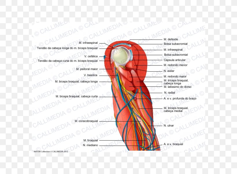 Shoulder Blood Vessel Nerve Augšdelms Muscle, PNG, 600x600px, Watercolor, Cartoon, Flower, Frame, Heart Download Free