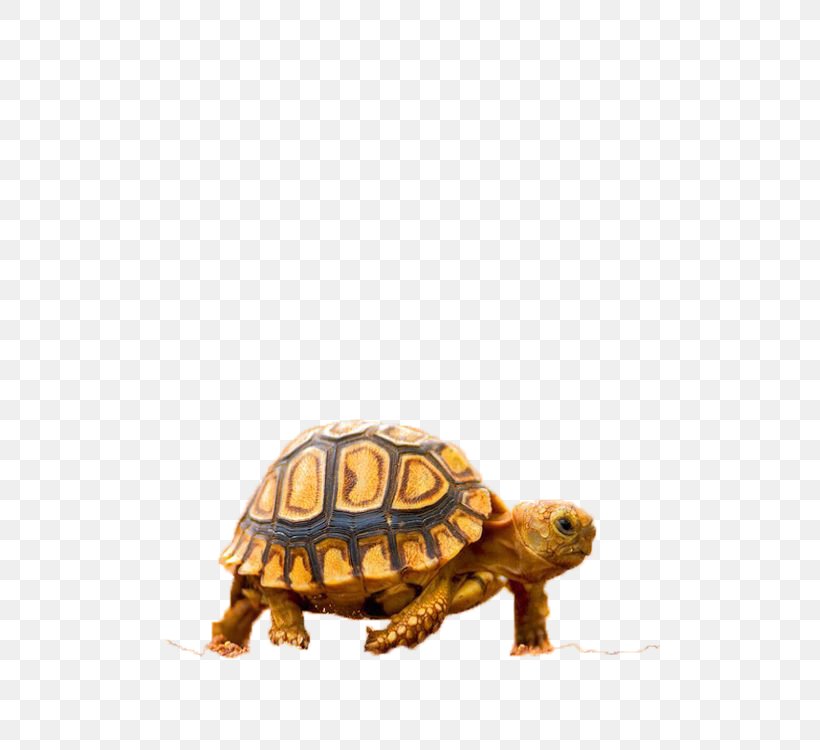 Turtle Quotation Spanish Feeling, PNG, 500x750px, Turtle, Box Turtle, Emydidae, Feeling, Hope Download Free