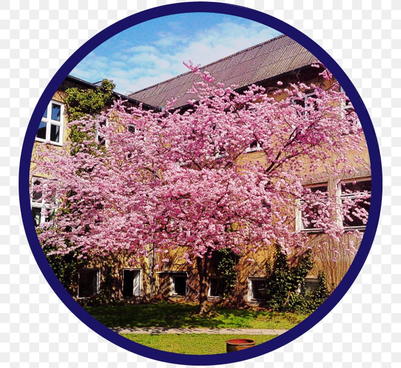 Cherry Blossom Lilac ST.AU.150 MIN.V.UNC.NR AD, PNG, 755x752px, Cherry Blossom, Blossom, Cherry, Flower, Lilac Download Free