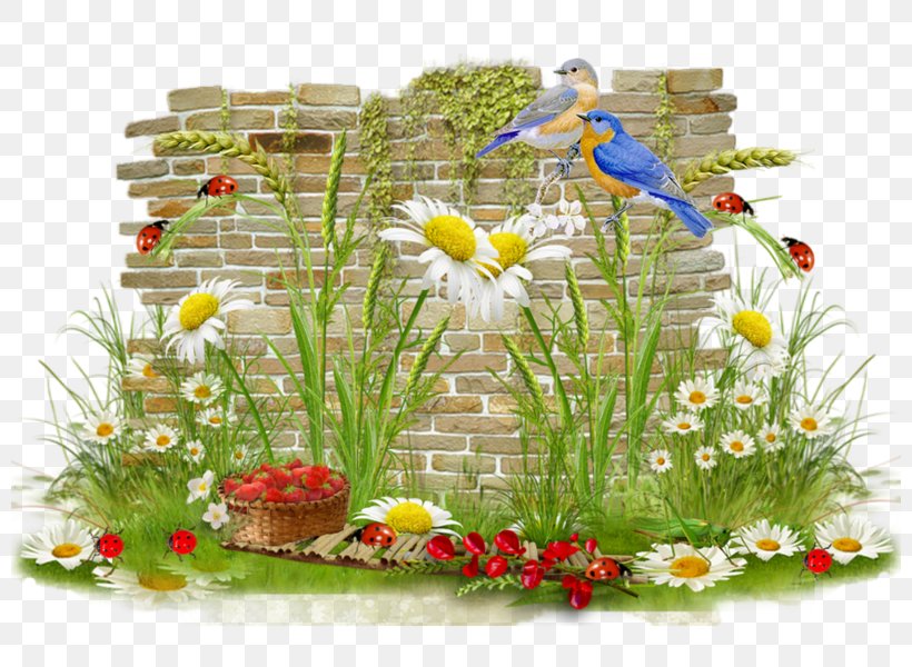 Floral Design Bird Diaporama, PNG, 800x600px, Floral Design, Bird, Calendar, Canalblog, Cat Download Free