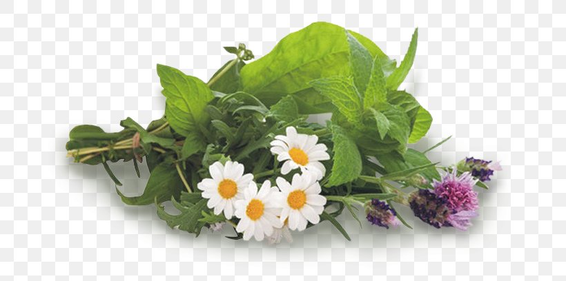Metabolism Medicinal Plants Herbaceous Plant, PNG, 700x408px, Metabolism, Annual Plant, Cut Flowers, Diet, Eye Download Free