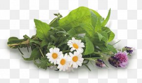 Plant - Metabolism Medicinal Plants Herbaceous Plant PNG