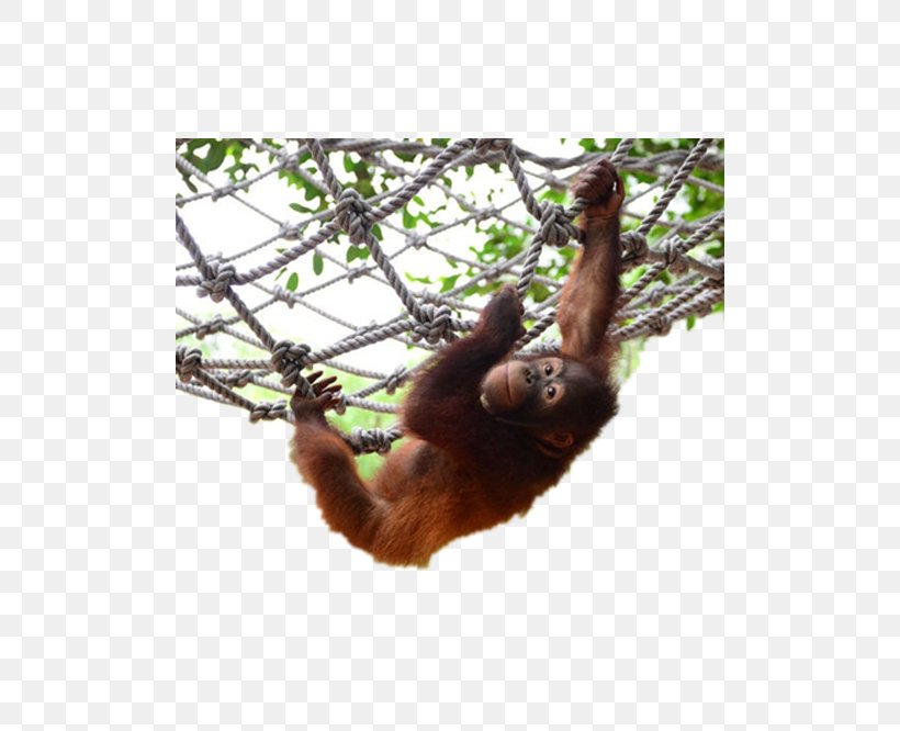 Orangutan Chimpanzee Gorilla, PNG, 500x666px, Orangutan, Chimpanzee, Data Compression, Fauna, Gibbon Download Free
