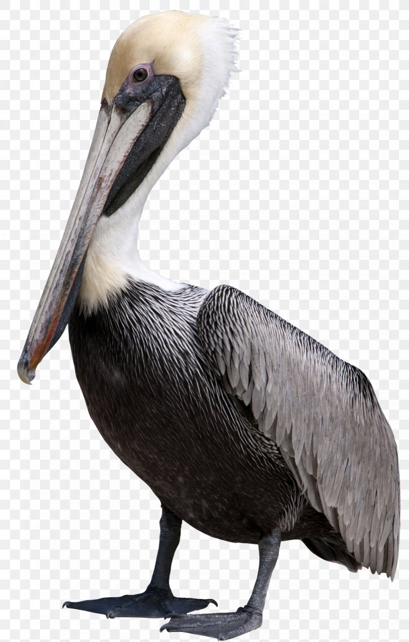 Pelican Bird Clip Art, PNG, 1021x1600px, Pelican, Beak, Bird, Fauna, Feather Download Free