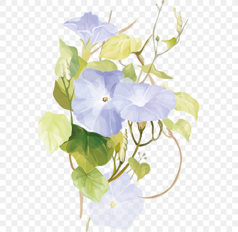 Watercolor Painting Flower, PNG, 555x800px, Watercolor Painting, Bellflower Family, Branch, Cut Flowers, Drawing Download Free