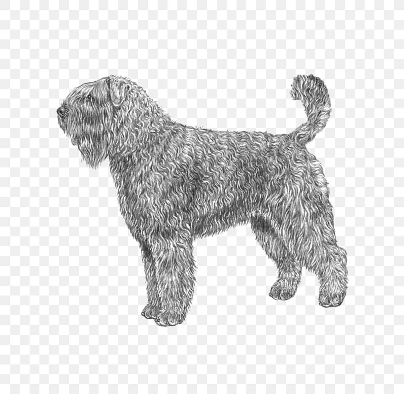 Glen Of Imaal Terrier Bouvier Des Flandres Bernese Mountain Dog Miniature Schnauzer Soft-coated Wheaten Terrier, PNG, 800x800px, Glen Of Imaal Terrier, Affenpinscher, Bernese Mountain Dog, Boskapshund, Bouvier Des Flandres Download Free