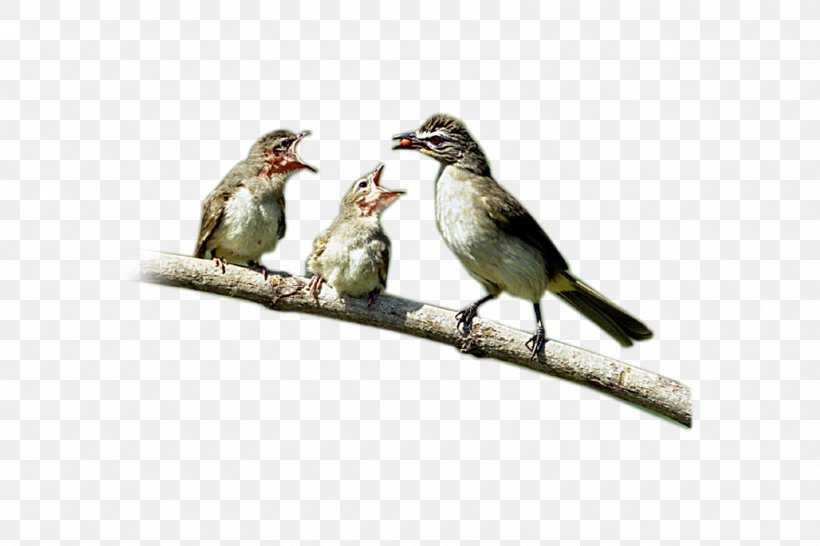 House Sparrow Bird Finch, PNG, 1600x1067px, Sparrow, Adobe Systems, Animal, Beak, Bird Download Free