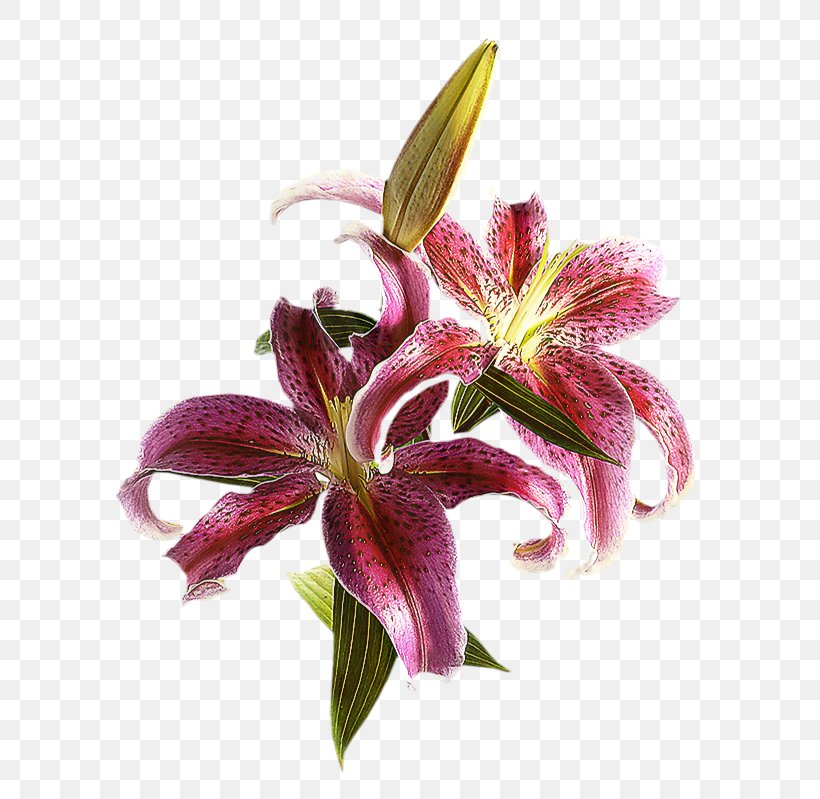Lily Flower Cartoon, PNG, 587x799px, Cut Flowers, Daylily, Flower, Lily, Lily Family Download Free