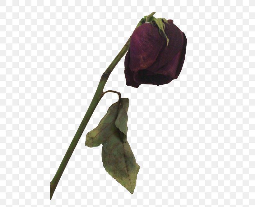 The Covered Amazon.com Death Flower Rose, PNG, 500x667px, Covered, Alexis Nicole White, Amazoncom, Cut Flowers, Death Download Free