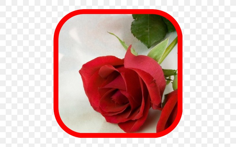 Valentine's Day Desktop Wallpaper Love Girlfriend Happiness, PNG, 512x512px, Love, Boyfriend, China Rose, Cut Flowers, Feeling Download Free