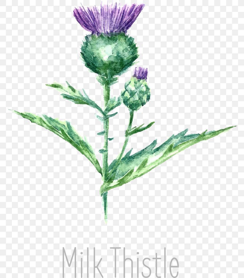 Drawing Milk Thistle Watercolor Painting, PNG, 774x936px, Drawing, Botanical Illustration, Cut Flowers, Flower, Flowering Plant Download Free