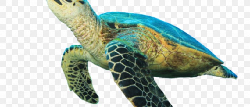 Hawksbill Sea Turtle Tortoise Loggerhead Sea Turtle, PNG, 960x412px, Sea Turtle, Animal, Animal Figure, Beak, Bigstock Download Free