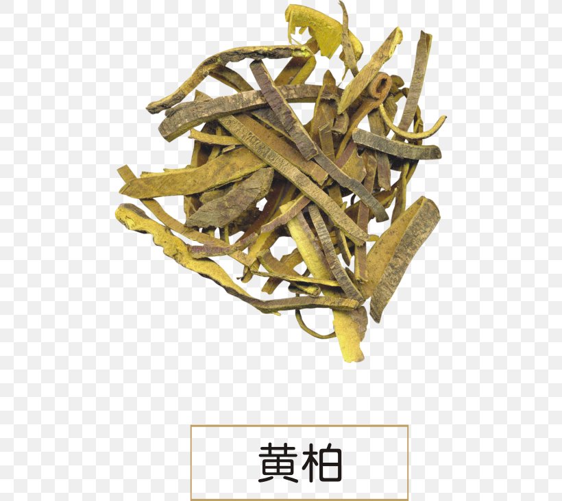 Phellodendron Amurense Phellodendron Chinense Dietary Supplement Huáng Bǎi Extract, PNG, 486x732px, Watercolor, Cartoon, Flower, Frame, Heart Download Free
