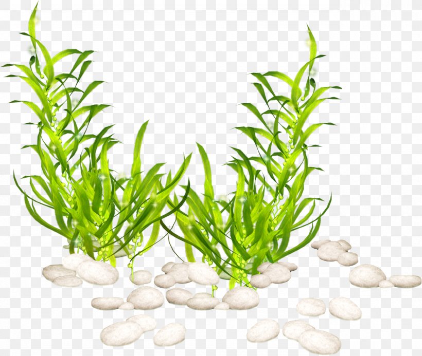 Aquatic Plants Clip Art Seaweed, PNG, 1280x1083px, Aquatic Plants, Algae, Aquarium, Aquarium Decor, Aquatic Animal Download Free