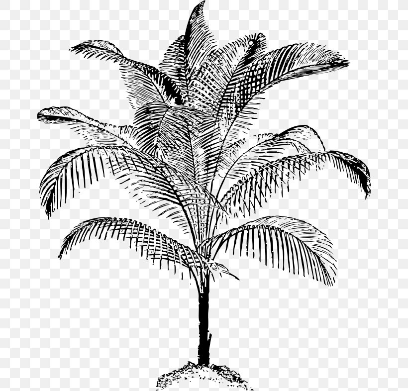 Arecaceae Drawing Coconut Clip Art, PNG, 672x786px, Arecaceae, Arecales, Art, Black And White, Branch Download Free
