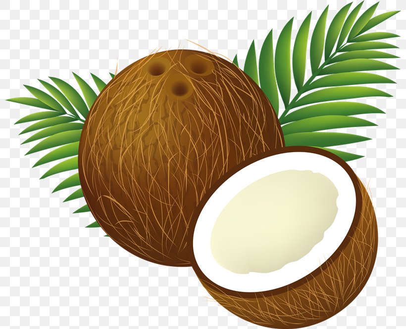Coconut Water Arecaceae Clip Art, PNG, 800x666px, Coconut, Arecaceae, Arecales, Coconut Water, Drawing Download Free