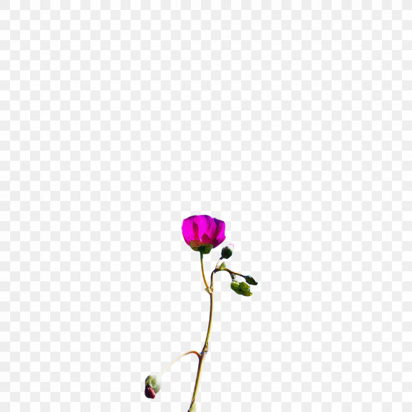 Flower Plant Stem Petal Flora Plants, PNG, 1200x1200px, Flower, Biology, Flora, Petal, Plant Stem Download Free