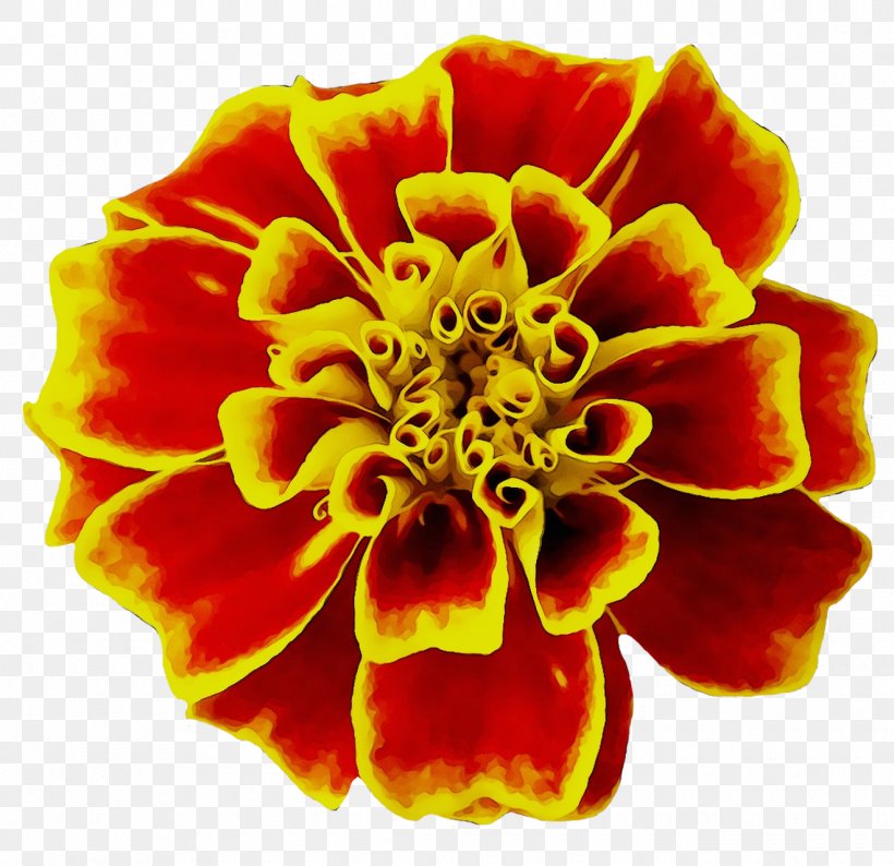Mexican Marigold Flower Seed Image English Marigold, PNG, 1320x1279px, Mexican Marigold, Art, Birth Flower, Common Zinnia, Cut Flowers Download Free