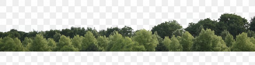Tree Forest Clip Art, PNG, 2136x546px, Tree, Biome, Clipping Path, Conifer, Conifers Download Free