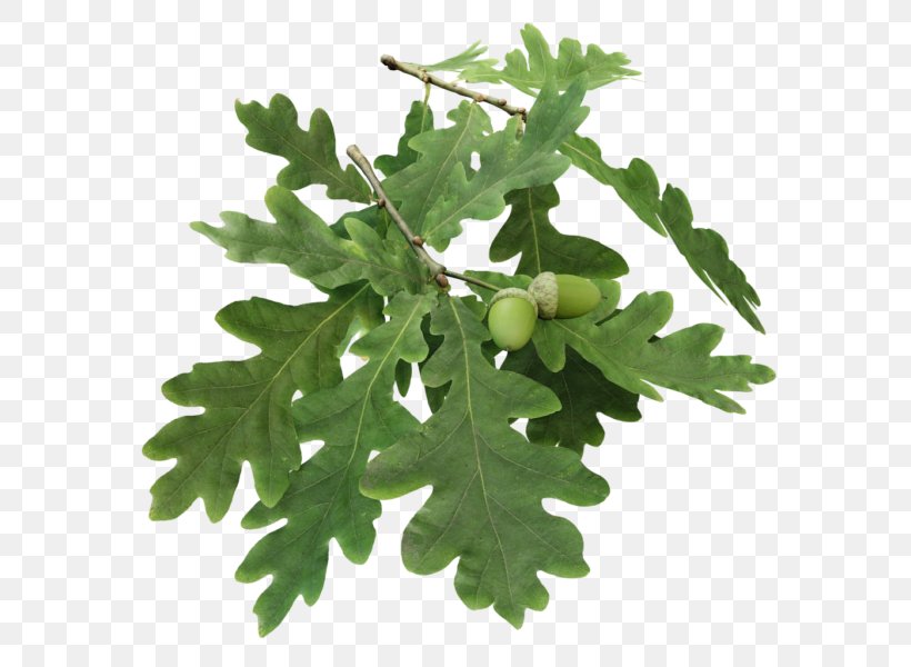 Branch English Oak Leaf Twig Tree, PNG, 600x600px, Branch, Botany, English Oak, Evergreen, Fir Download Free
