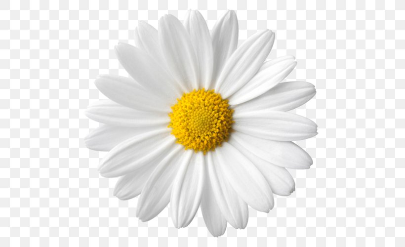 Common Daisy Flower Stock Photography Clip Art, PNG, 500x500px, Common Daisy, Aster, Chamaemelum Nobile, Chamomile, Chrysanths Download Free